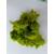 Islandmoos 40g Yellowish-green Deko Basteln Wandbild