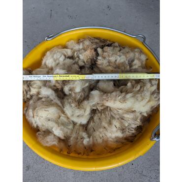 1 kg disolant dengrais non trié en laine de mouton