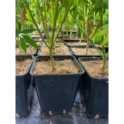 Korkgranulat 1–2 mm – 100 L für Hanfvereine / Indoor- & Outdoor-Anbau
